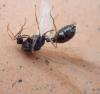 Tetramorium sp.
